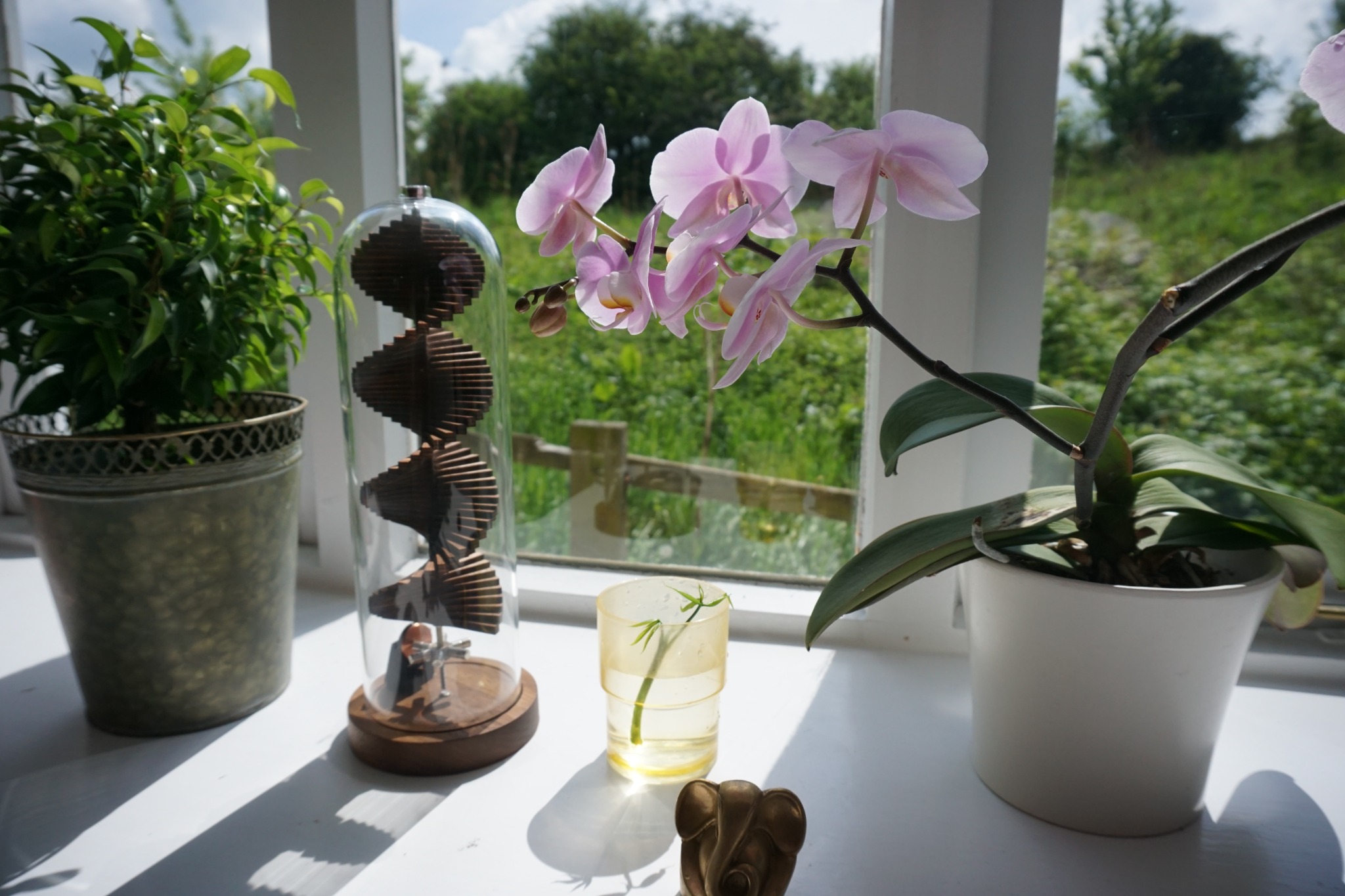 Uplift beside orchids and plants