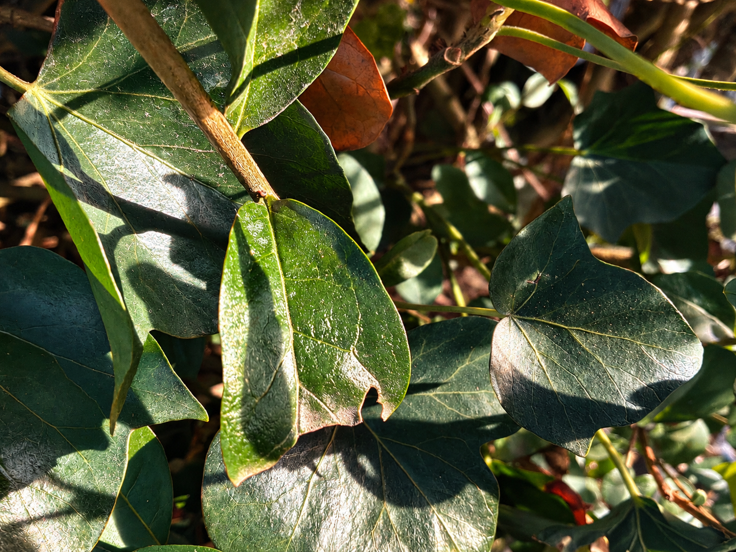 Ivy