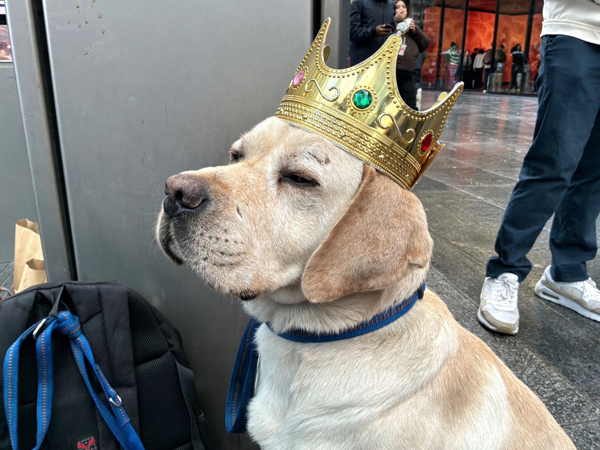 King of Dogs